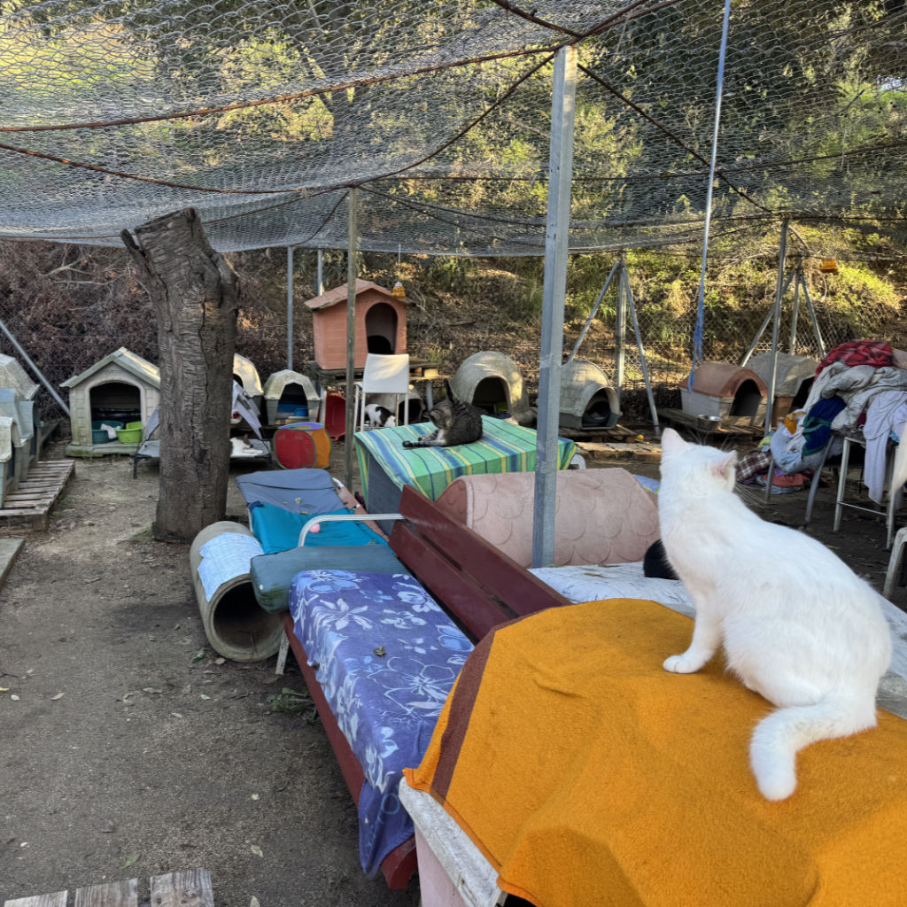 ADANA Alella: 26 anys cuidant dels qui no tenen veu