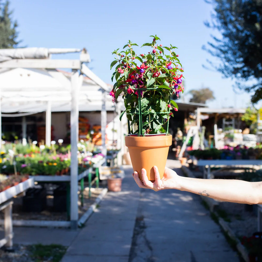 El Nou Garden: naturalesa, jardineria i decoració per a transformar espais
